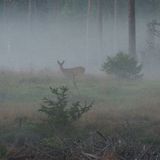 Winter am Parcours - Bogensportinfo