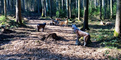 Parcours - Hunde am Parcours erlaubt - Neusäß - Bow Targets