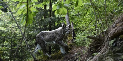 Parcours - Targets: 3D Tiere - Österreich - Wipptaler BSC