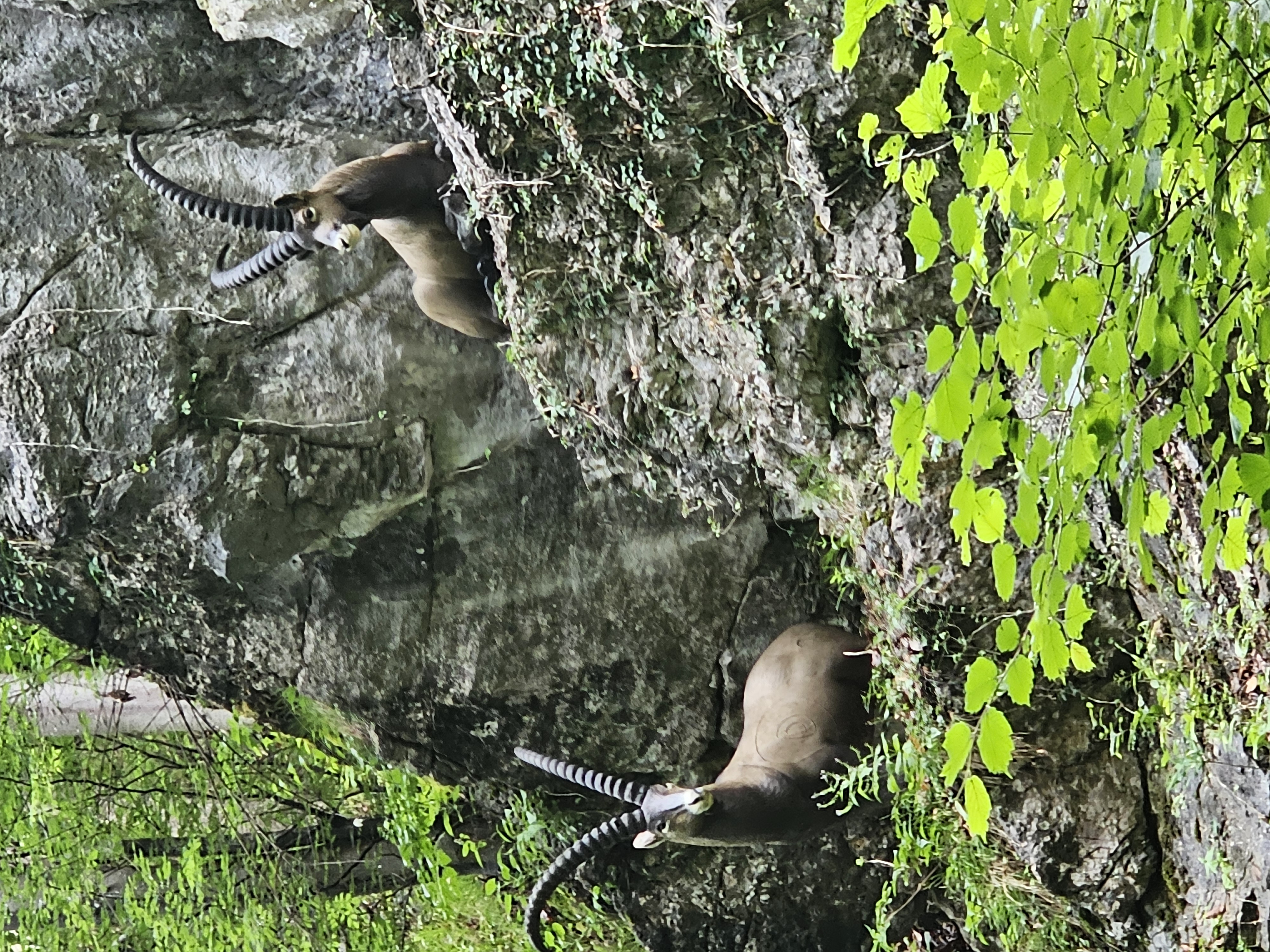 3D Parcour Bogenschießen - Bsc Stimmersee 