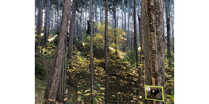 Parcours - Verleihmaterial: mit Voranmeldung möglich - Wienerwald Süd-Alpin - 3D Parcours Hauer Hill BSC Piestingtal