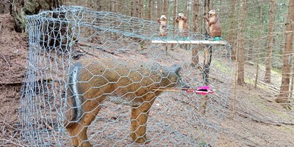 Parcours - Targets: 3D Tiere - Österreich - Bogenfreunde Leutasch