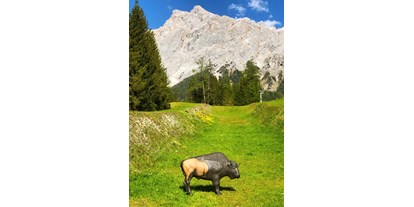 Parcours - Abschusspflöcke: eigene Wahl der Pflöcke - Tirol - 3-D Bogenparcours in Ehrwald
