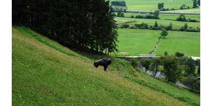 Parcours - Abschusspflöcke: IFAA angelehnt - Steiermark - Killerbienen