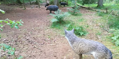 Parcours - Art der Schießstätte: 3D Parcours - Wehingen - Wolf lauert bei Wildschwein Familie -  Der Waldläufer
