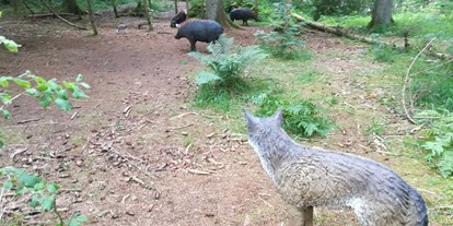 Parcours - Abschusspflöcke: IFAA angelehnt - Wolf lauert bei Wildschwein Familie -  Der Waldläufer