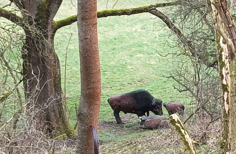 3D Parcour Bogenschießen - 3D Parcours Wanfried 