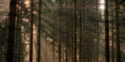 Parcours - Schussdistanz: nah gestellt (jagdlich) - Bogenpfad Harz