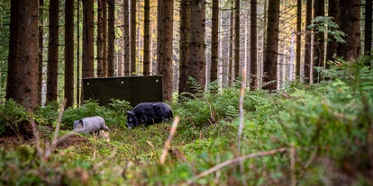 Parcours - Hunde am Parcours erlaubt - Schellerten - Bogenpfad Harz