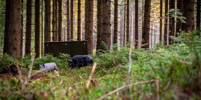 Parcours - Hunde am Parcours erlaubt - Bockenem - Bogenpfad Harz