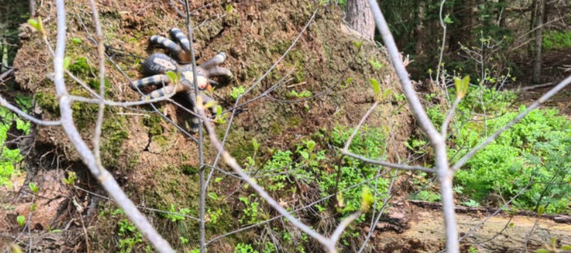 3D archery course - Bowhunter Oberreichenbach