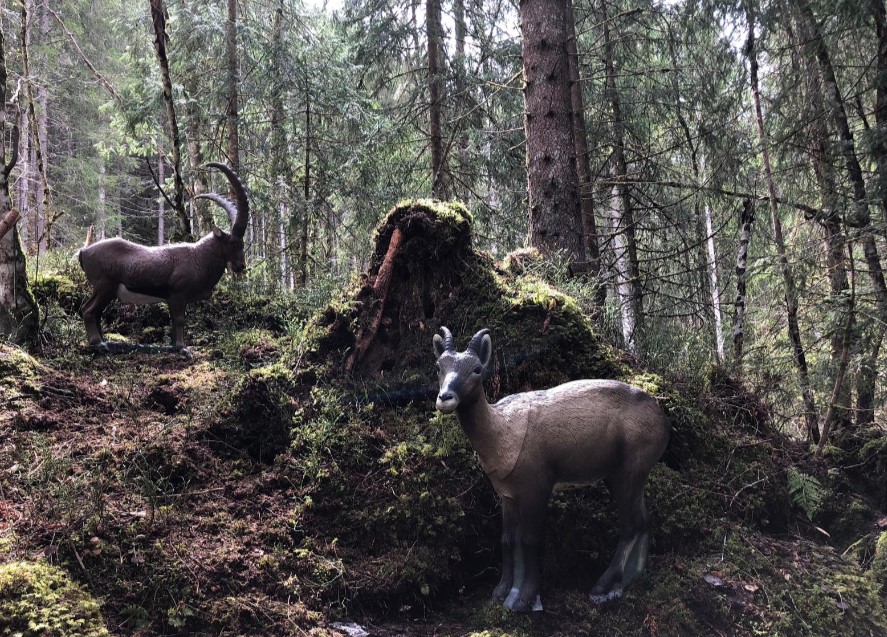 3D archery course - Bowhunter Saanenland