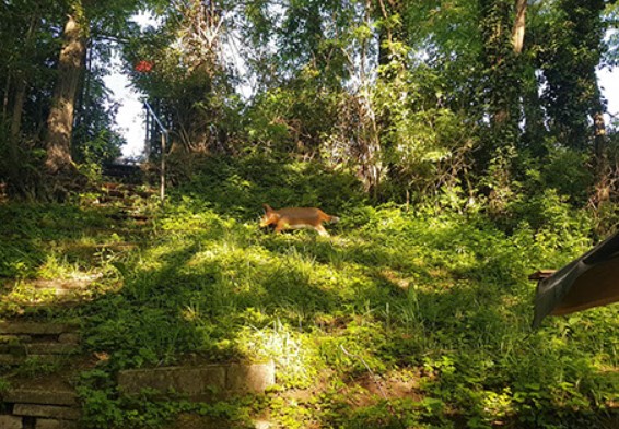 3D archery course - Backnang - Marienhof tsv Massenbach