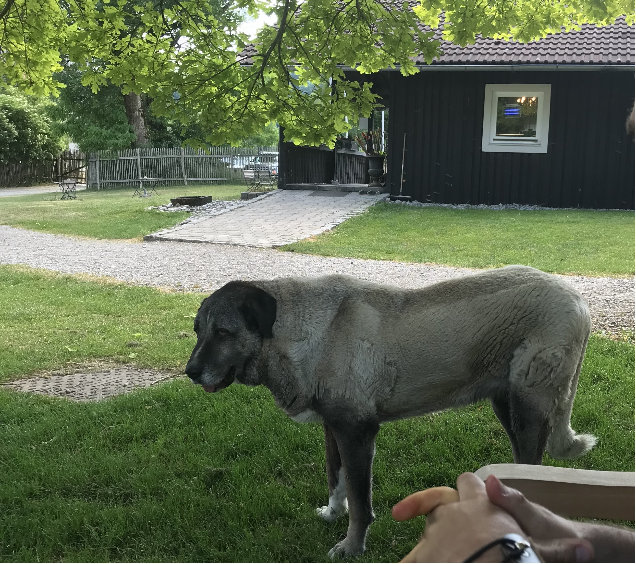 3D Parcour Bogenschießen: ...aber eine beeindruckende Begegnung, und ein netter Abschluss nach fast 7 Stunden auf dem Parcours. Danke an die Betreiber wir kommen gerne wieder. - Gut Moosmühle