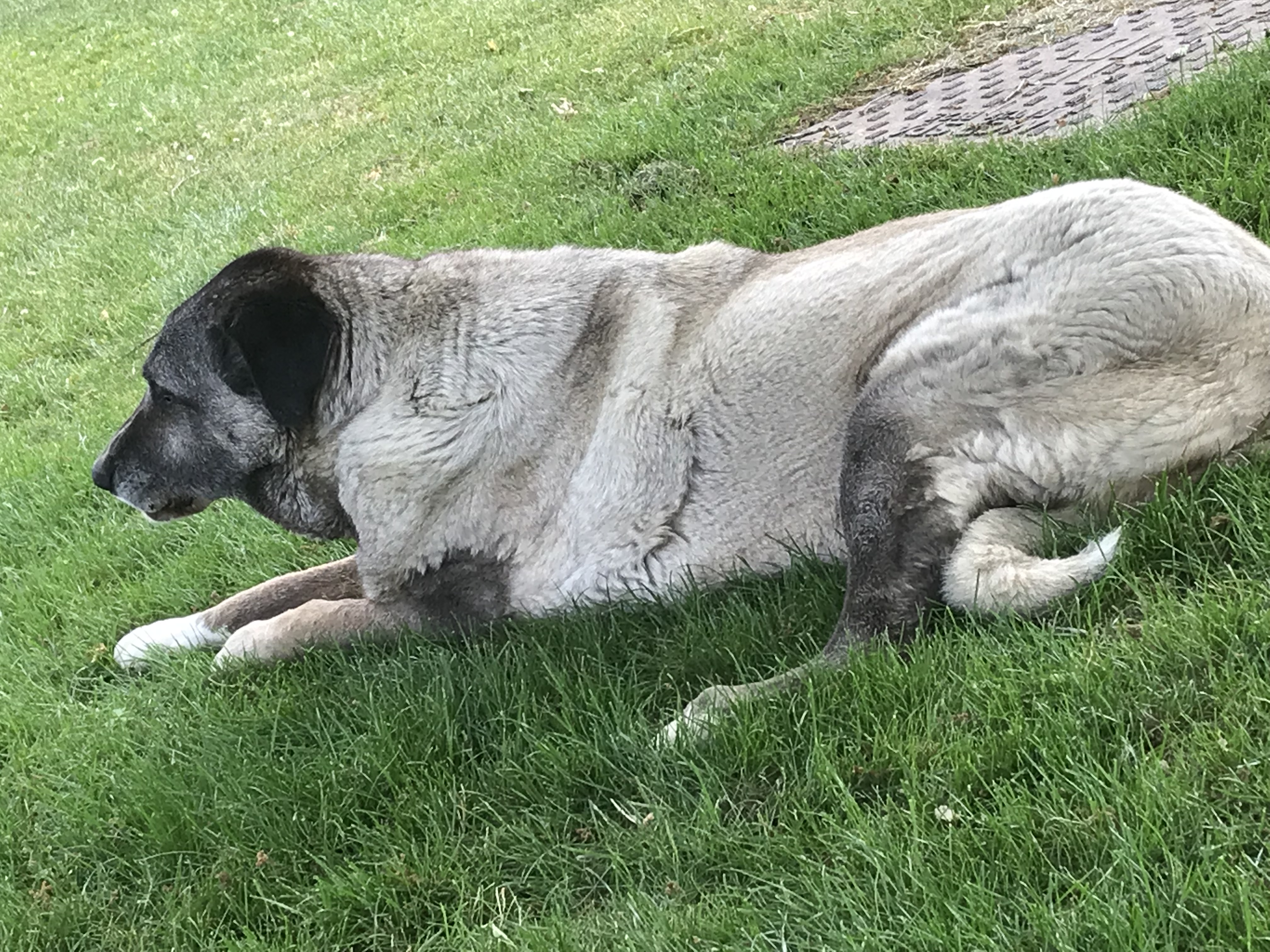 3D Parcour Bogenschießen: Nein, das ist kein Ziel... - Gut Moosmühle
