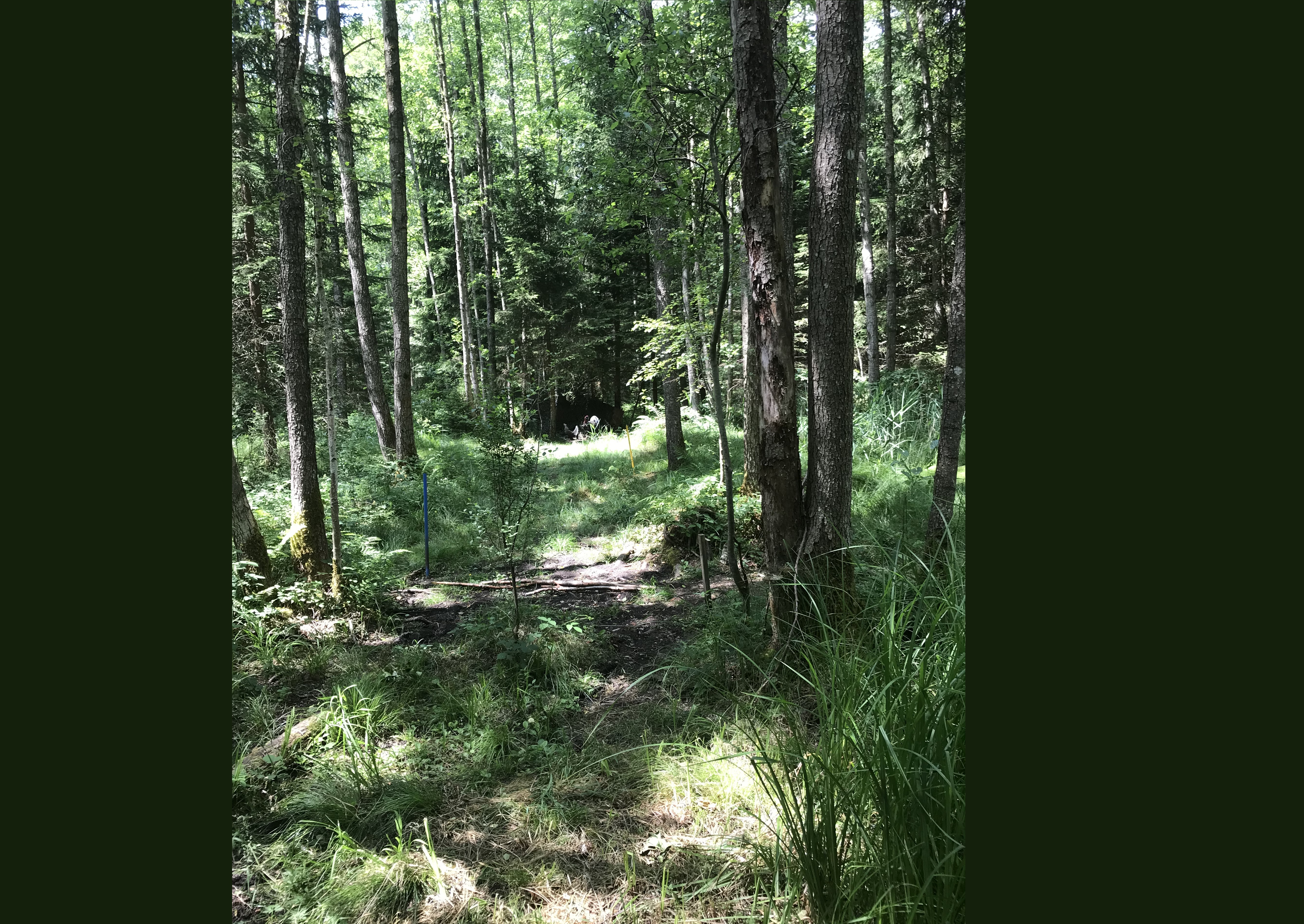 3D Parcour Bogenschießen: Die Station hat uns ein paar Pfeile gekostet. Zudem wurden wir selbst zum Opfer der Mücken im Wald. Das gehört zum Naturerlebnis halt dazu. - Gut Moosmühle