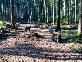 Einkaufen: Parcours - Bow-Targets & Sohn GmbH