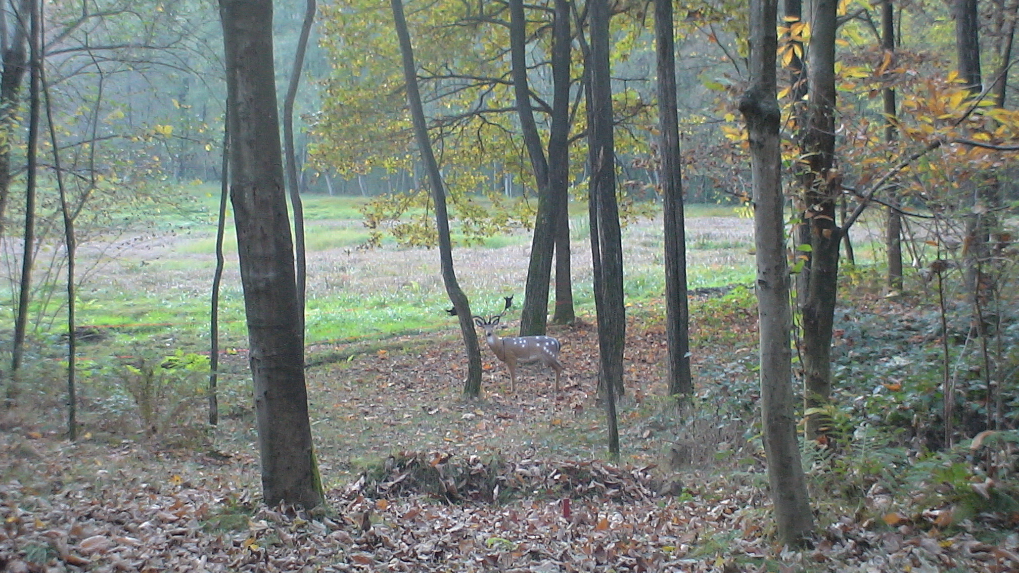 3D Parcour Bogenschießen: Centro Arcieristico Altana del Motto Rosso