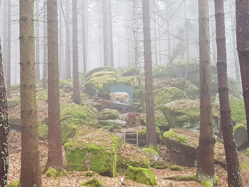 3D Parcour Bogenschießen: Arra 3D-Bogensportparcours