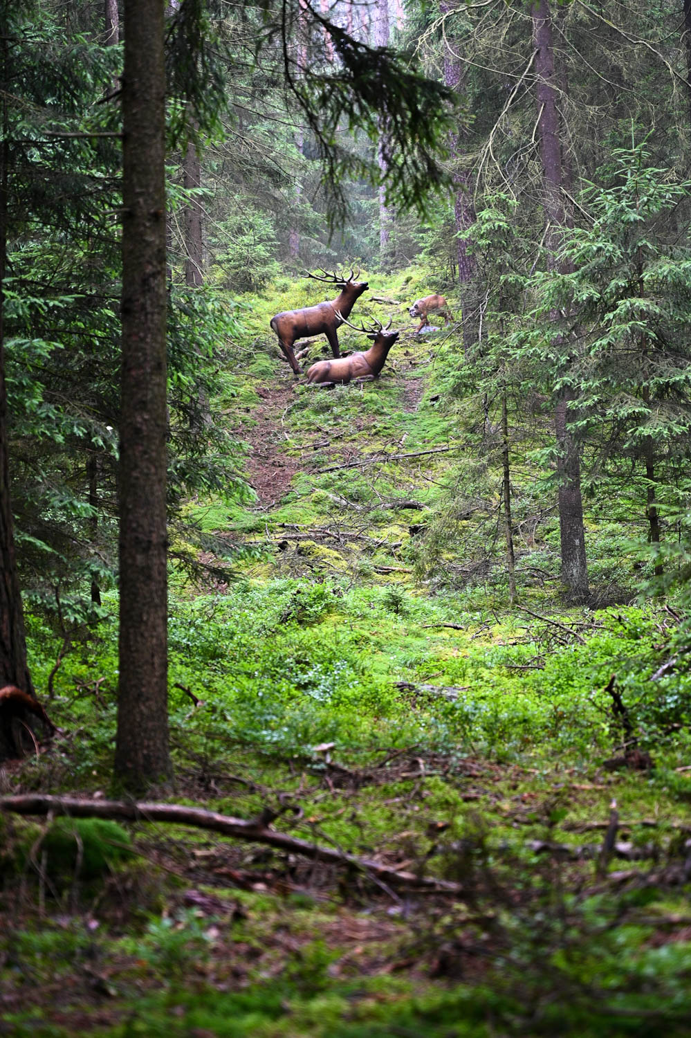 3D archery course - Bavaria - Felsenkellerparcours der Bowhunter Oberlangenstadt