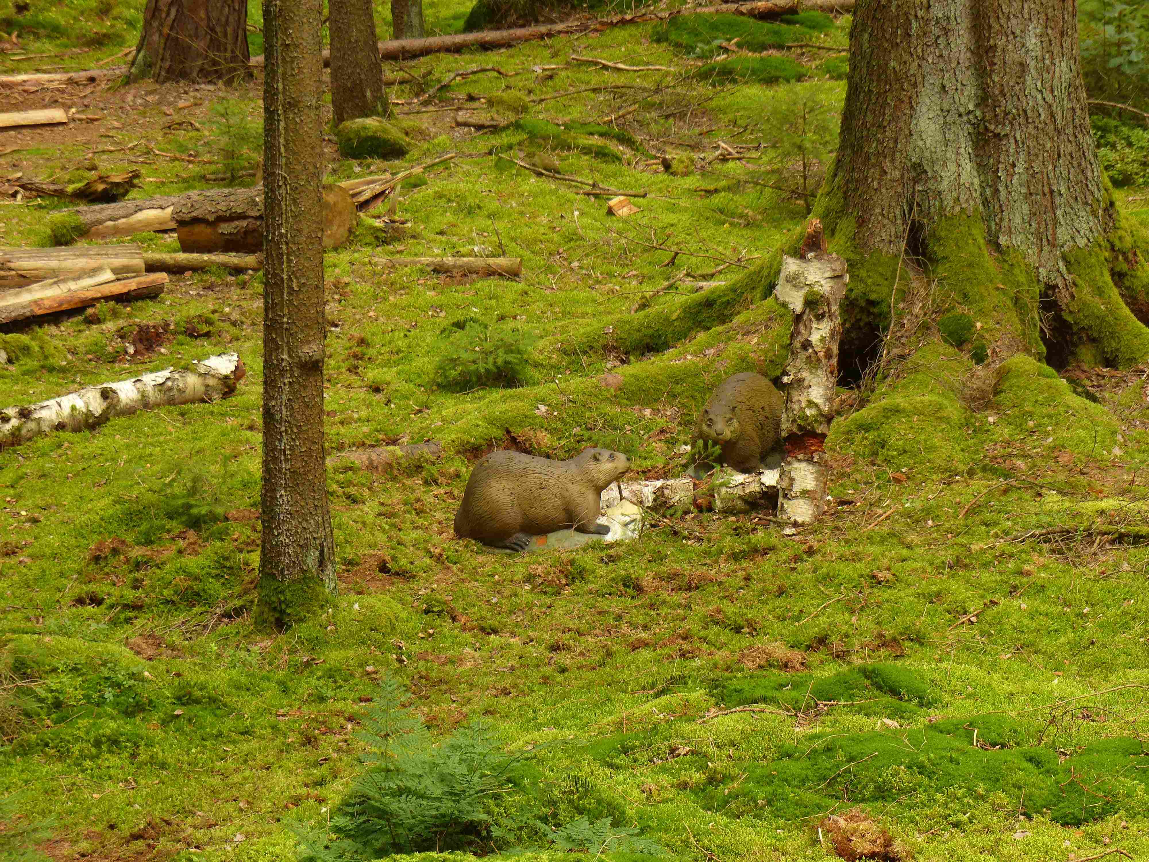 3D archery course - Bavaria - Felsenkellerparcours der Bowhunter Oberlangenstadt