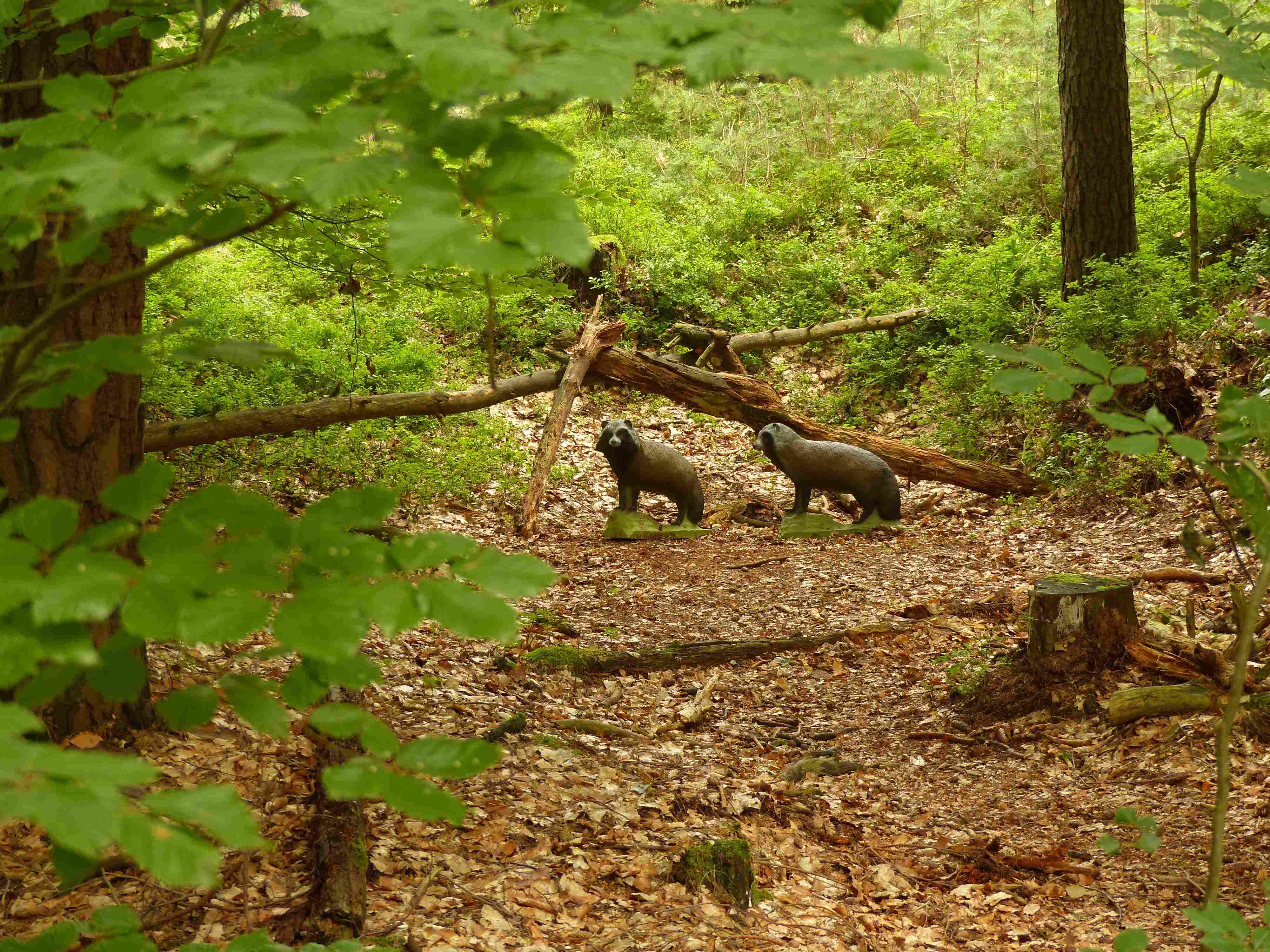 3D Parcour Bogenschießen: Felsenkellerparcours der Bowhunter Oberlangenstadt