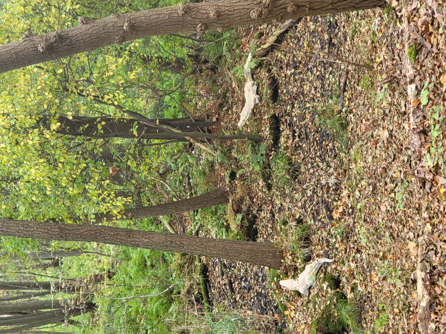 3D archery course - Einschussplatz - Krokodile im Moor - Fleether Mühle
