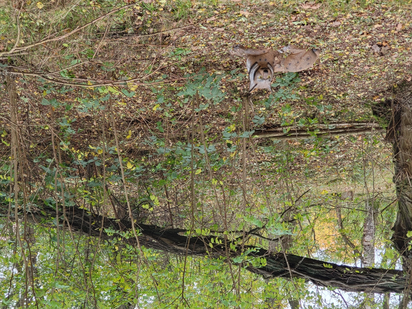 3D archery course - Einschussplatz - Luchs im Unterholz - Fleether Mühle