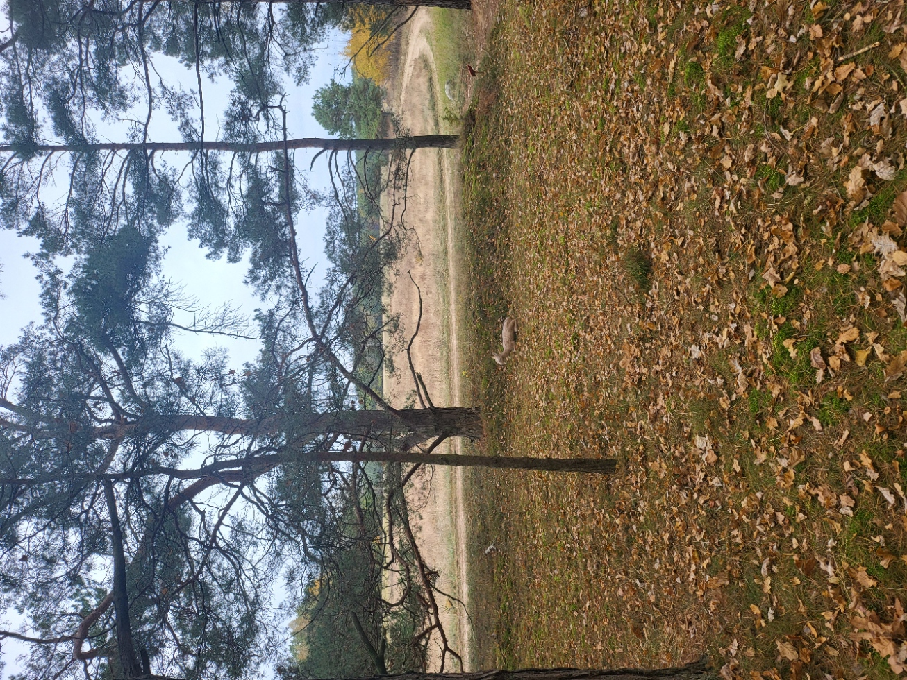 3D archery course - Einschussplatz - Reh am Feldrand - Fleether Mühle