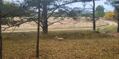 3D Parcour Bogensport - Neubrandenburg - Reh am Feldrand - Fleether Mühle