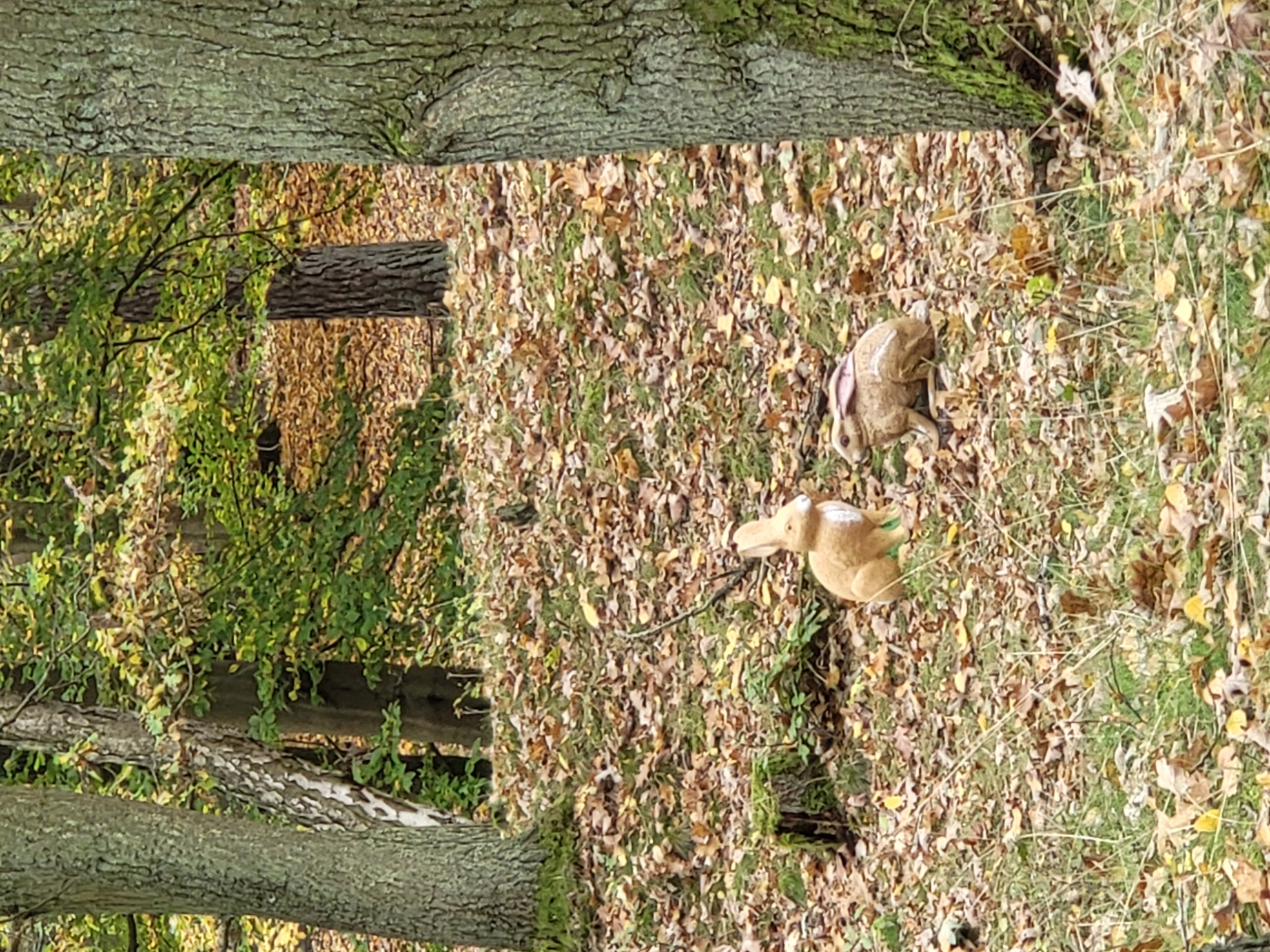 3D archery course - Einschussplatz - spielende Hasen - Fleether Mühle