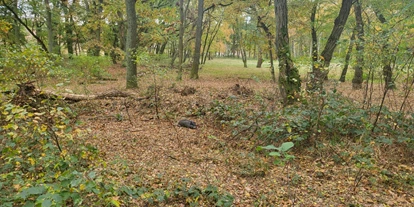 3D Parcour Bogensport - Neubrandenburg - Frischling im Schutz eines Hügels - Fleether Mühle