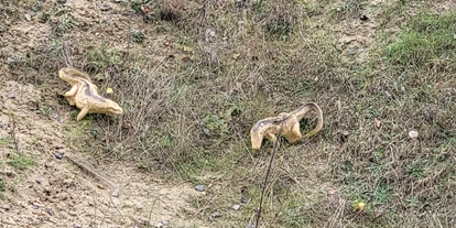 3D Parcour Bogensport - Neubrandenburg - Warane im Erdloch - Fleether Mühle