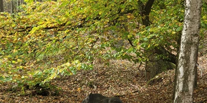 3D Parcour Bogensport - Neubrandenburg - Wildschwein - Fleether Mühle