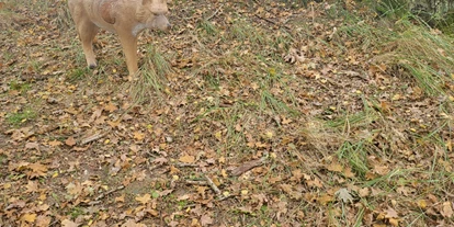 3D Parcour Bogensport - Neubrandenburg - Wolf - Fleether Mühle