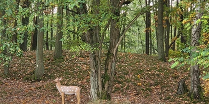 3D Parcour Bogensport - Neubrandenburg - Dammhirschkuh am Waldrand - Fleether Mühle