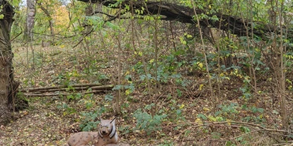 3D Parcour Bogensport - Neubrandenburg - Liegender Luchs - Fleether Mühle