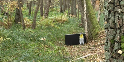 3D Parcour Bogensport - Neubrandenburg - Pinguin - Fleether Mühle