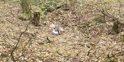 3D Parcour Bogensport - Neubrandenburg - Rebhuhn - Fleether Mühle