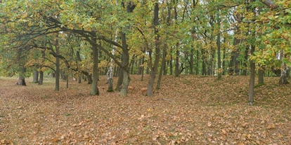 3D Parcour Bogensport - Neubrandenburg - Rehe am Waldrand - Fleether Mühle
