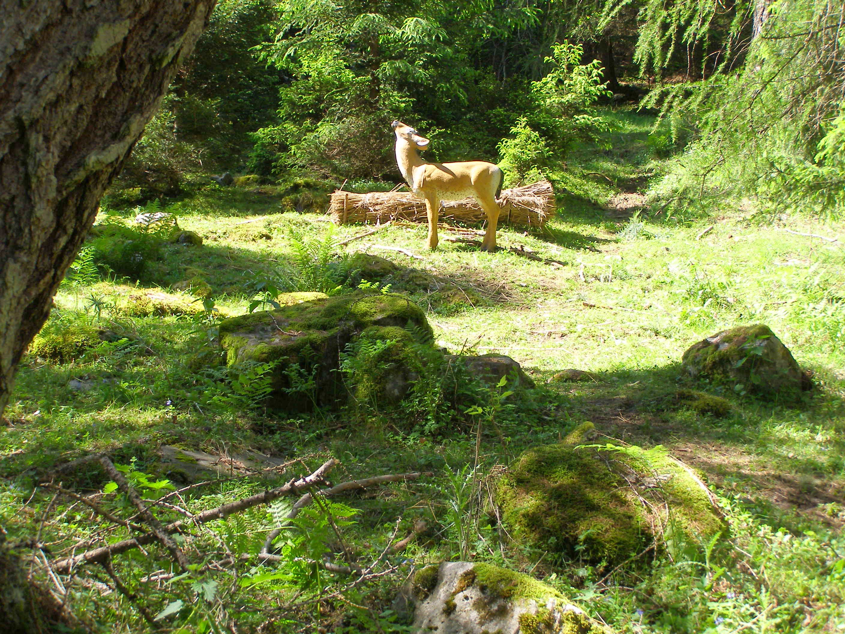 3D Parcour Bogenschießen: Hirschkuh am Schegl - Bogenparcours Schlegl und Almrausch