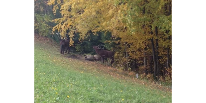 3D Parcour Bogensport - Marchtrenk - BSV Zauchatal