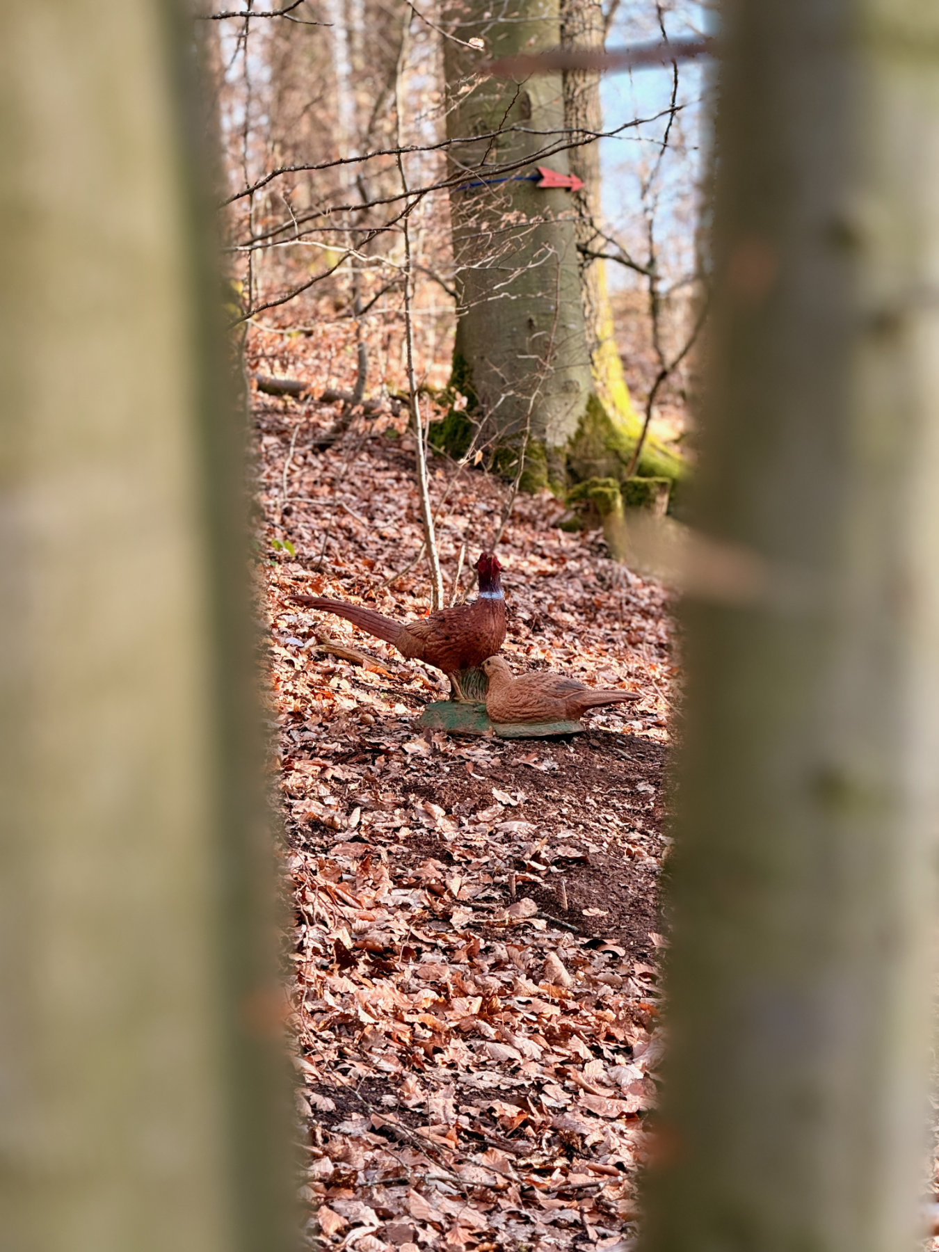 3D Parcour Bogenschießen: Fasanenpaar - Bogenparcours Kammerwald