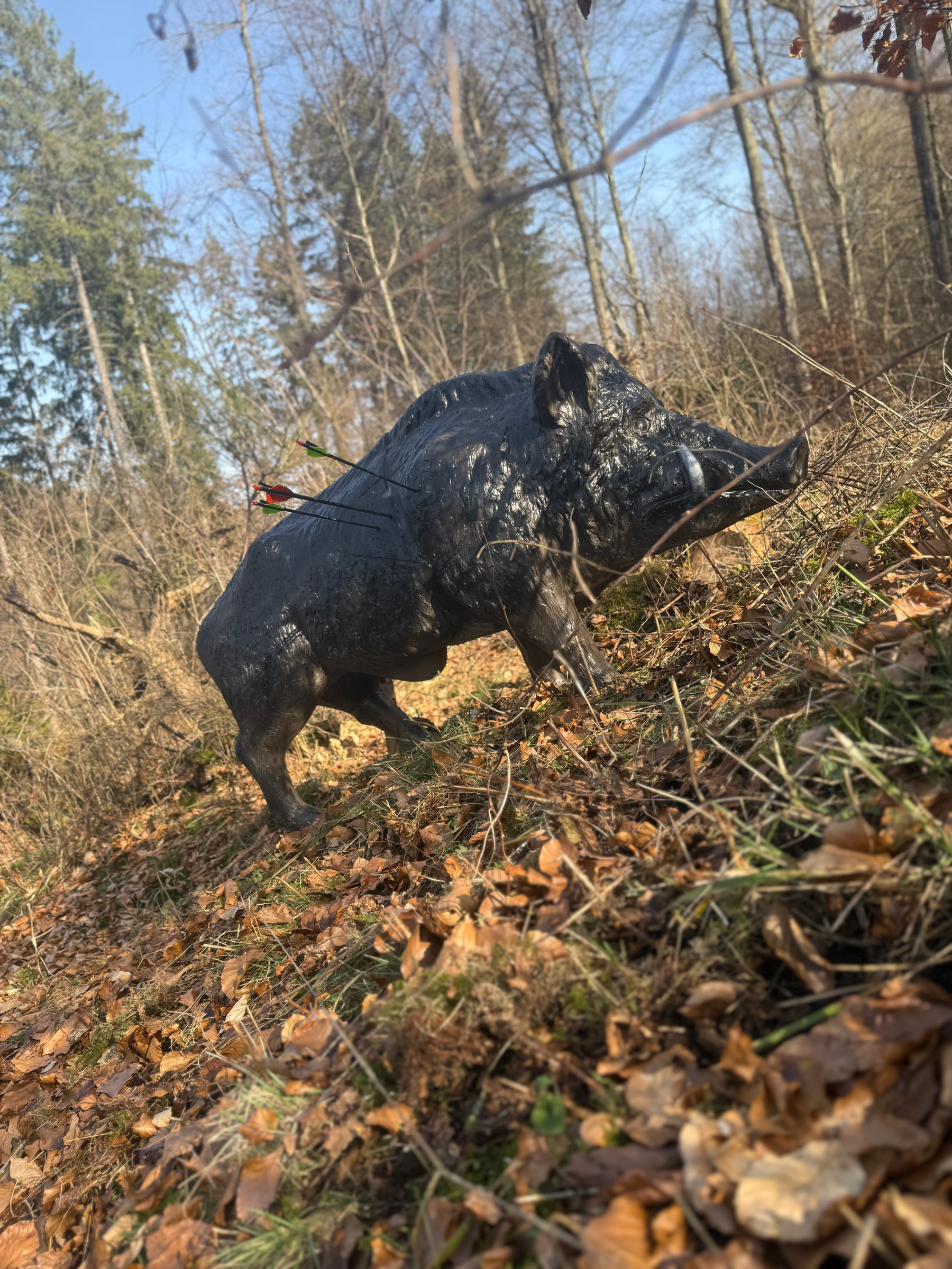 3D Parcour Bogenschießen: kanadischer Keiler - Bogenparcours Kammerwald