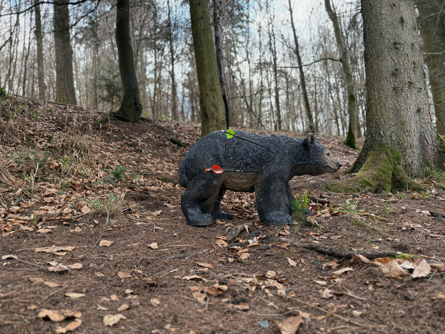 3D Parcour Bogenschießen: Honigbär - Bogenparcours Kammerwald