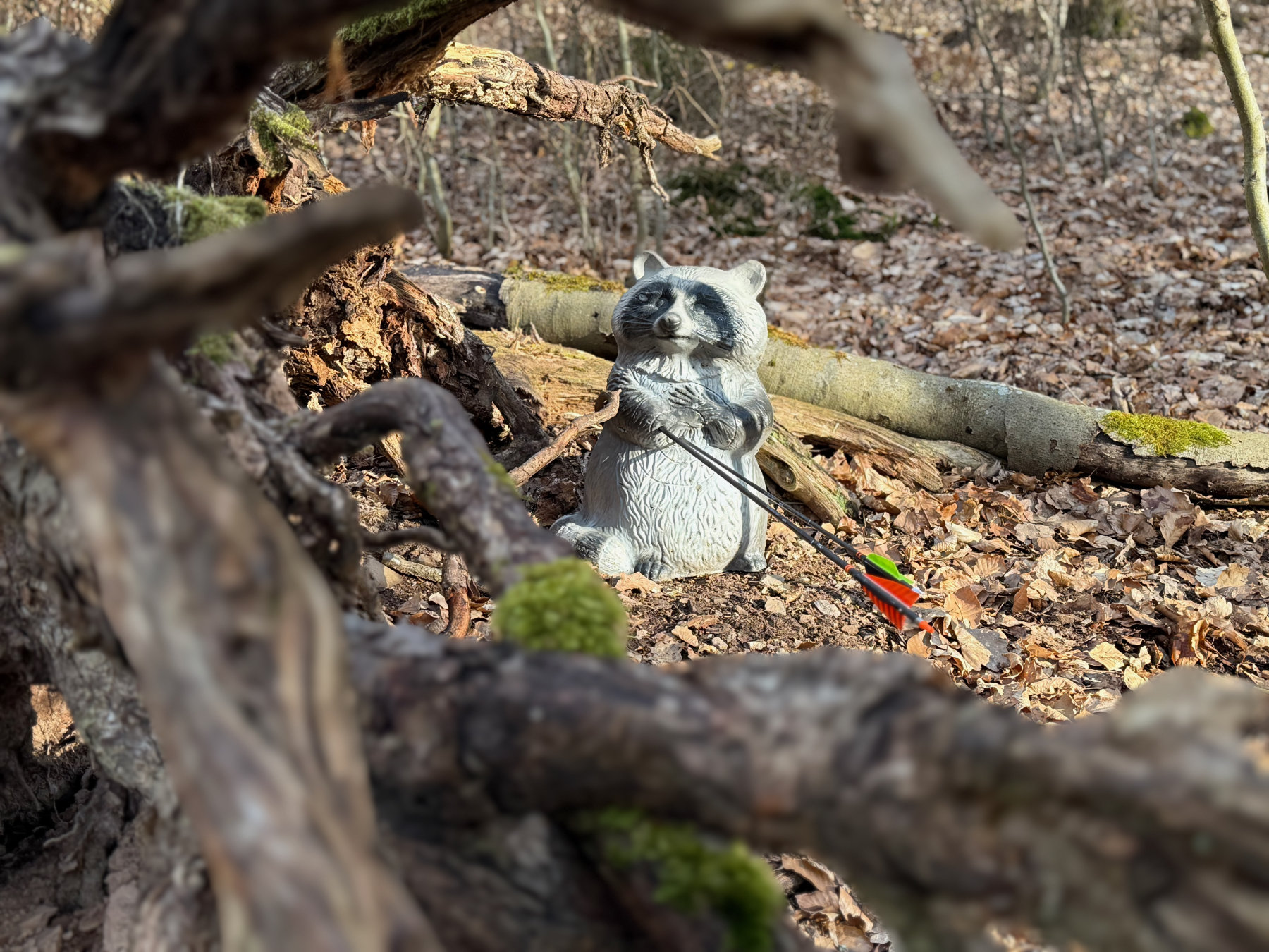 3D Parcour Bogenschießen: Waschbär - Bogenparcours Kammerwald