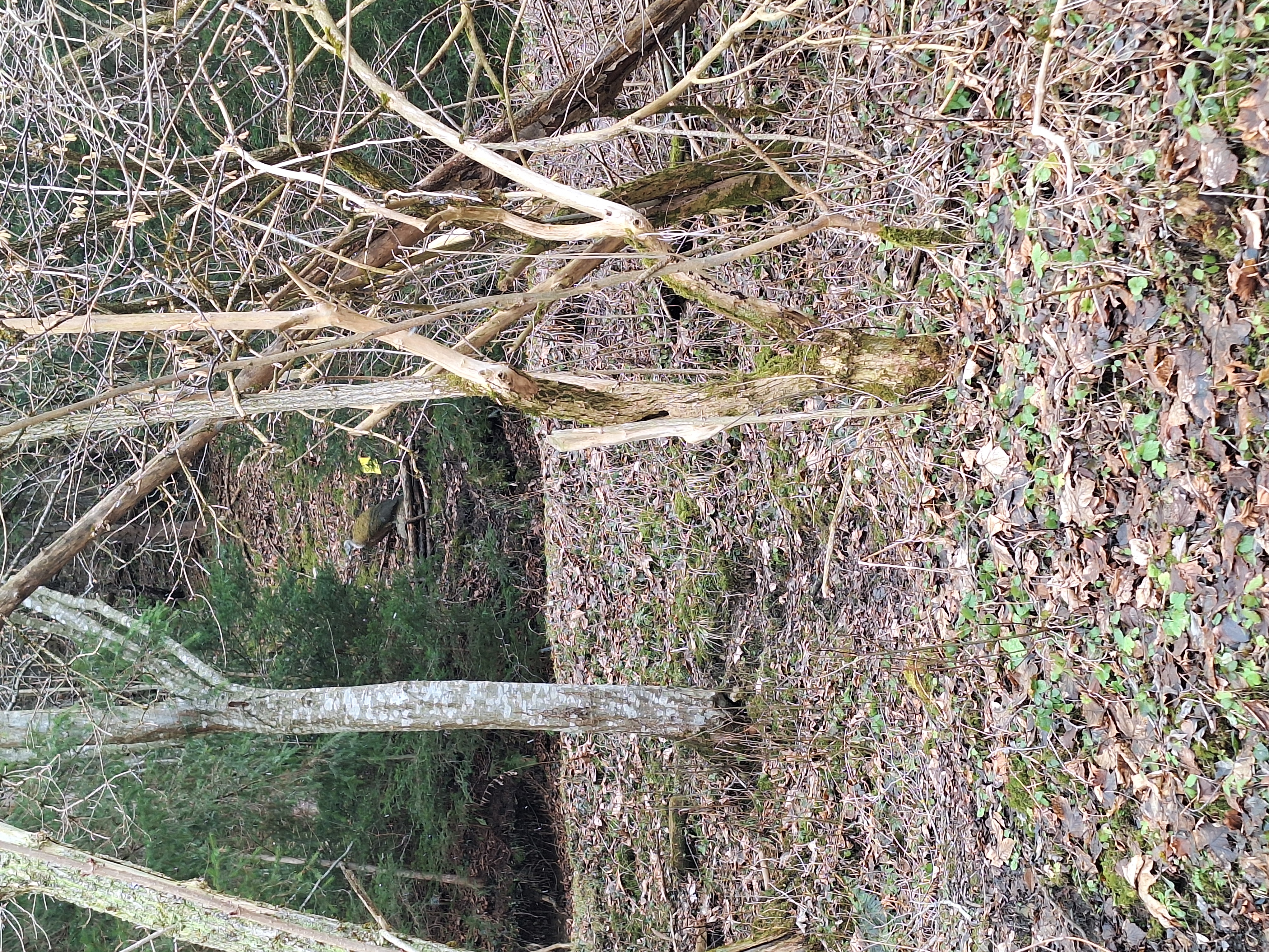 3D Parcour Bogenschießen: BSC- Ennstal Aigen/E Hohenberg