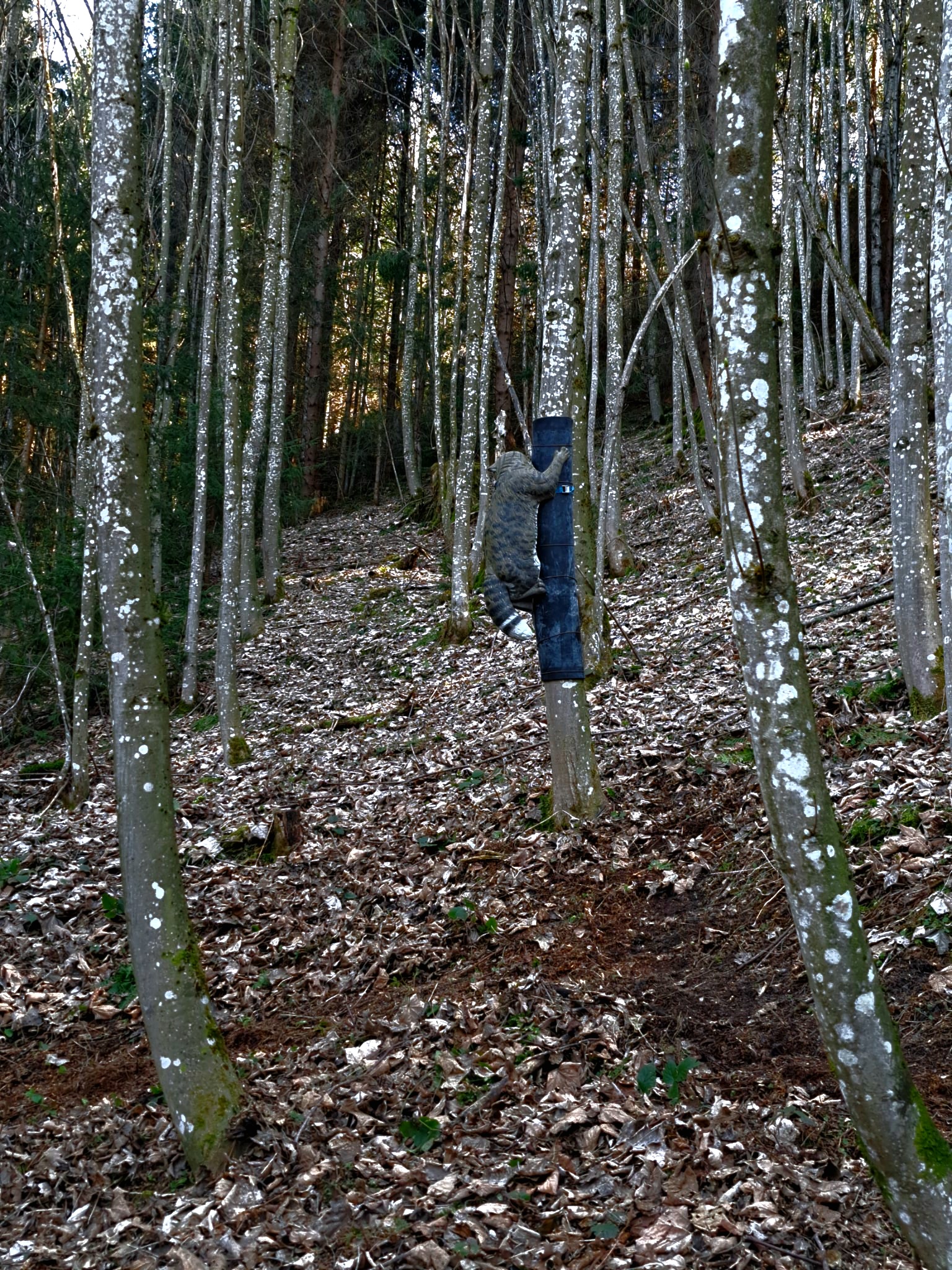 3D Parcour Bogensport - Mühlbach am Hochkönig - BSC Niedernsill