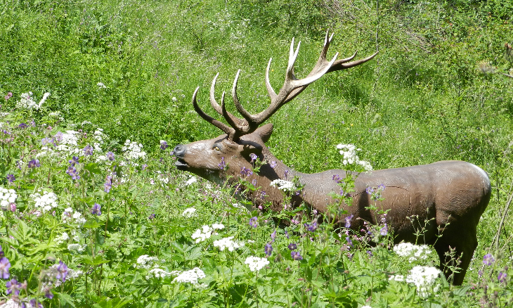 3D archery course - Ehrwald - Wipptaler BSC
