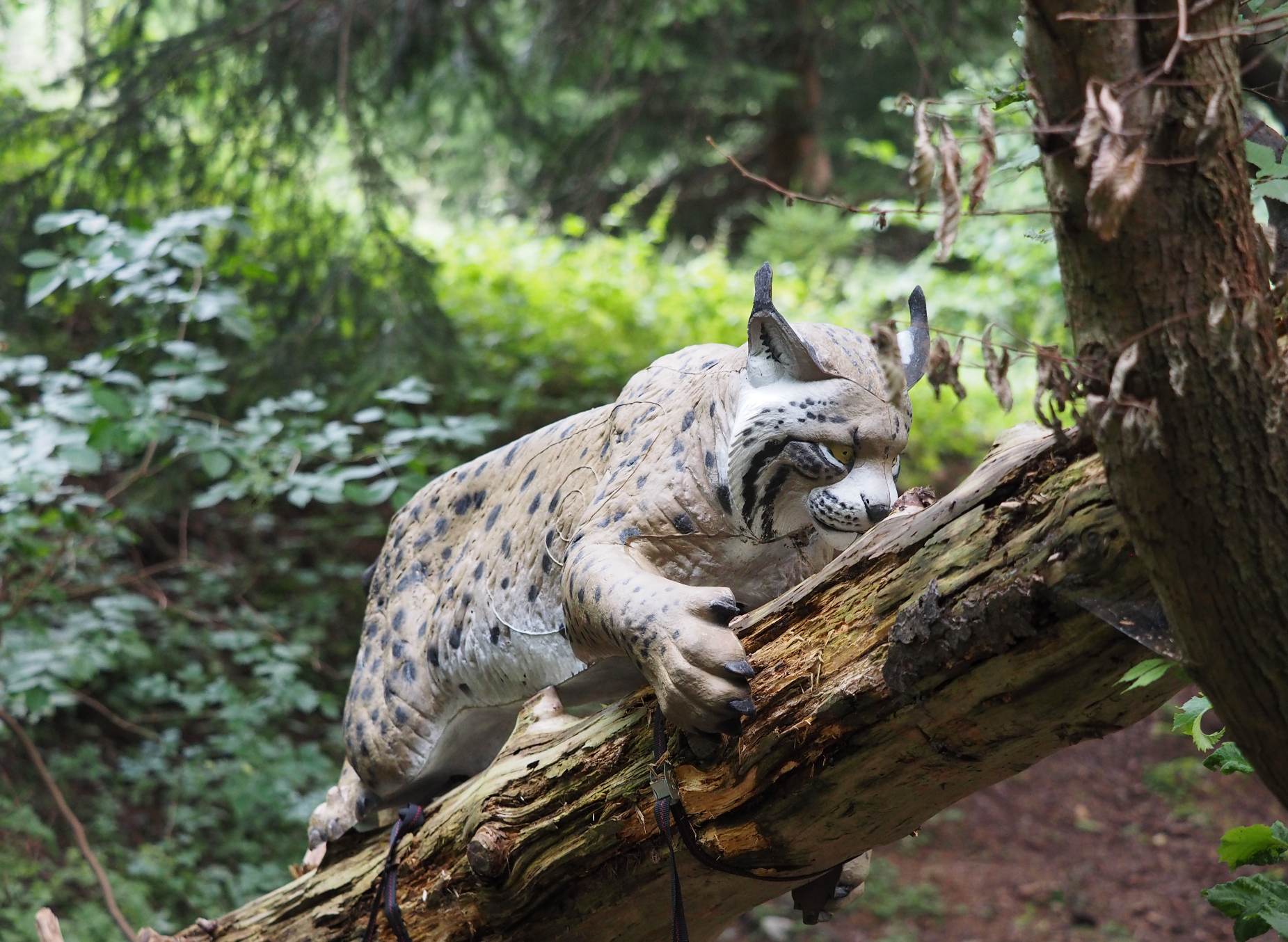 3D archery course - Ehrwald - Wipptaler BSC